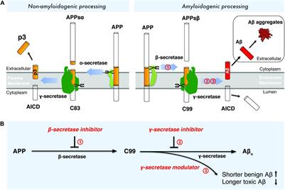 Targeting Amyloidogenic Processing of APP in Alzheimer’s Disease